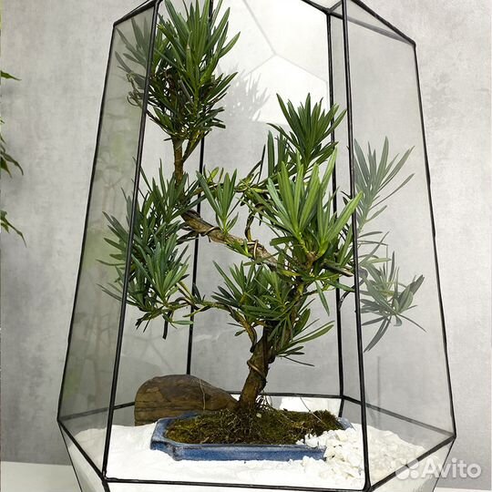 Бонсай Подокарпус Макрофилус Bonsai Podocarpus mac
