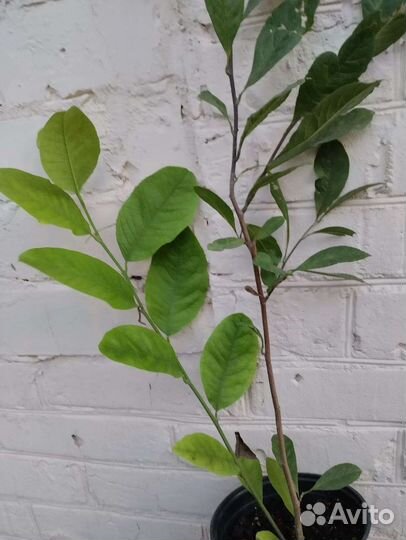 Магнолия Кобус