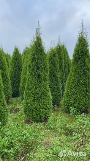 Саженцы Туи в горшках