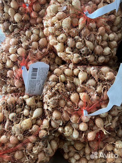 Лук севок, чеснок, семена