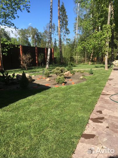 Продажа рулонного газона эконом