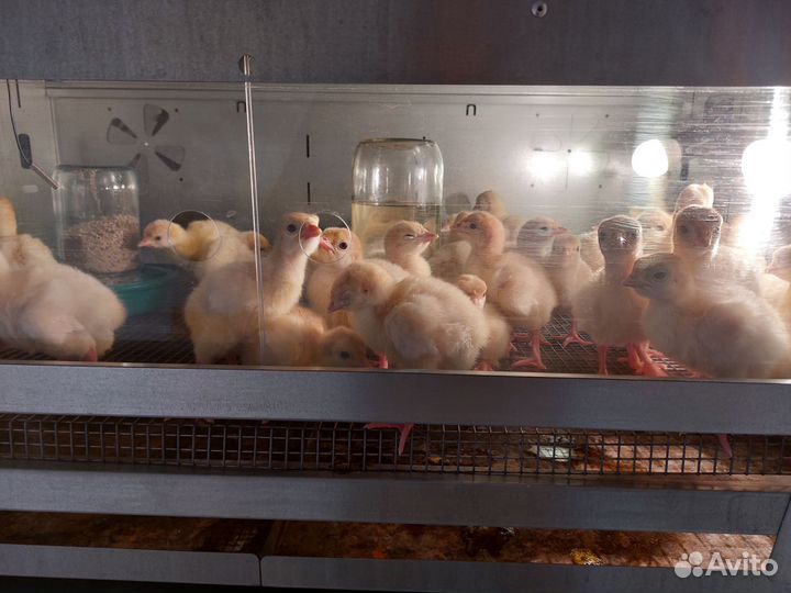 Индюки Индюшата