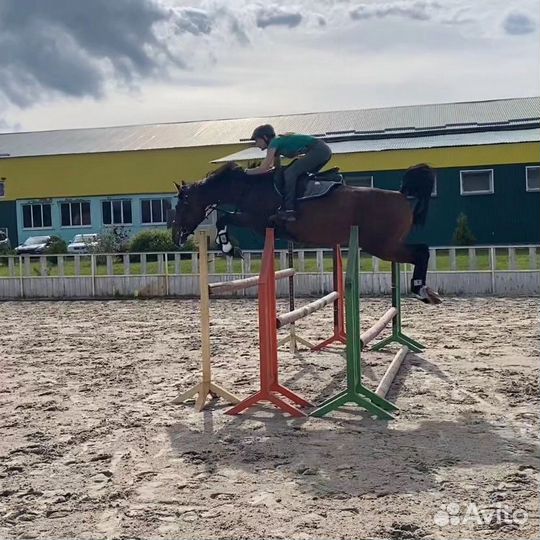 Продам лошадь
