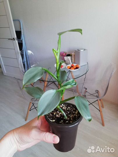 Филодендрон Хастатум и Принц оранж