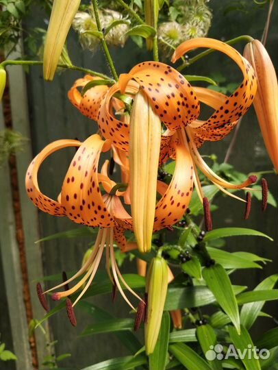 Тигровые лилии луковицы