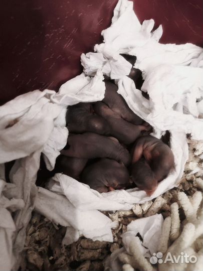 Крыса дамбо рекс фавн питомник 