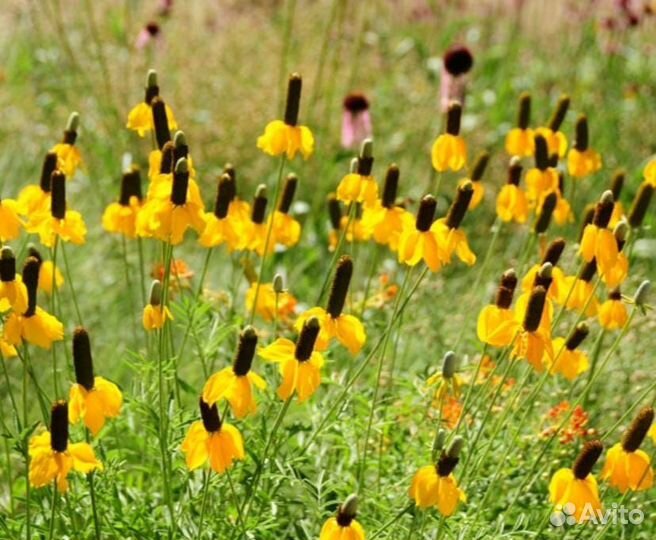 Ратибида - цветок-самбреро. Многолетник