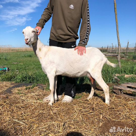 Коза дойная,ламанча,козел англонубийский
