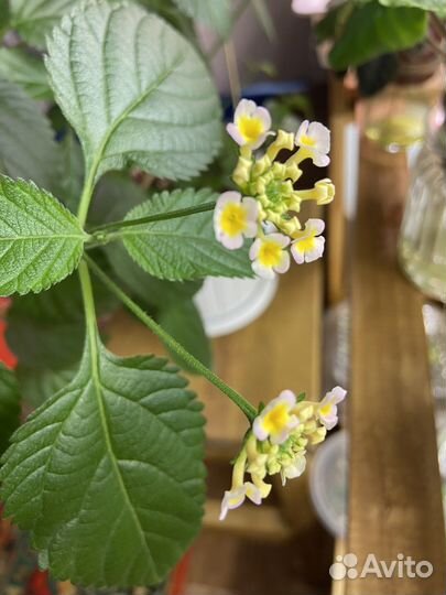 Лантана Камара