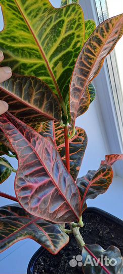 Кротон экселент