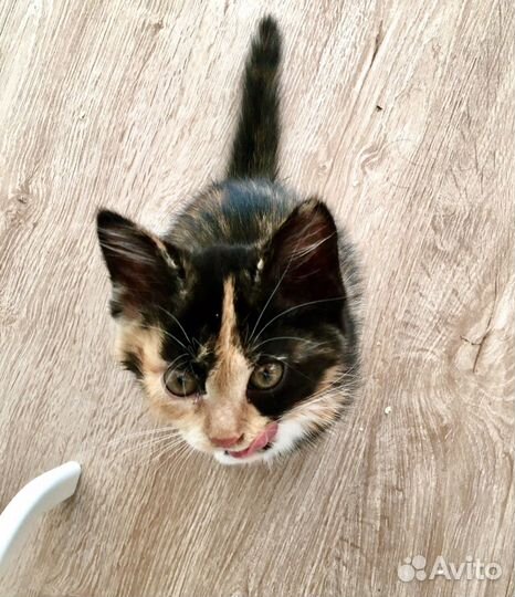 Кошки в добрые руки