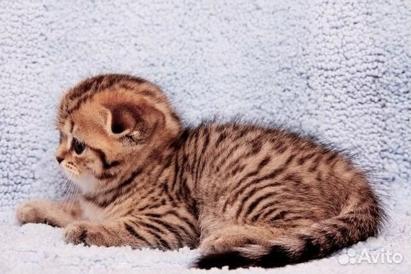 Шотландские котята золотые пятнистые