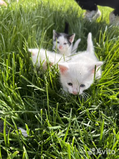 Отдам котят в добрые руки