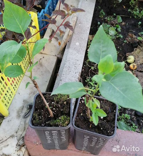 Саженец белой сирени