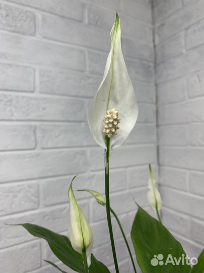 Спатифиллум