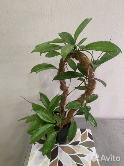 Хойя Pubicalix Freshno beauty взрослая