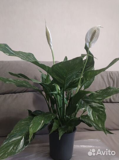 Спатифиллум Даймонд цветущий