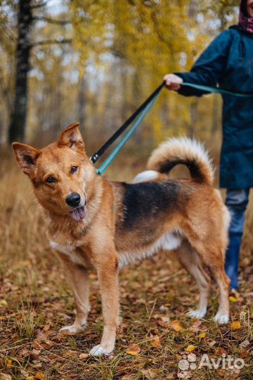 Модус-невероятно добрый пёс