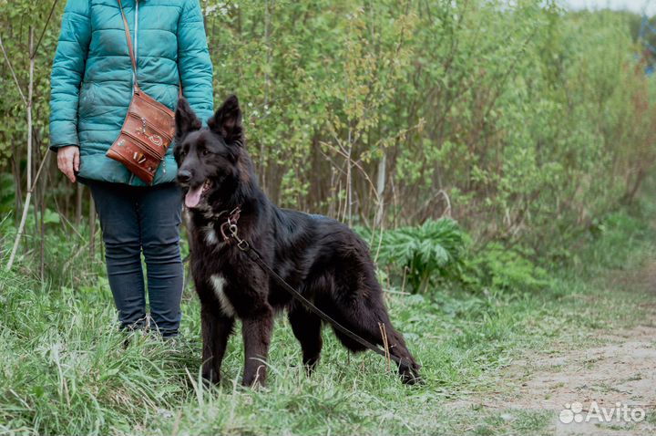Красивый пес Алтай в добрые руки
