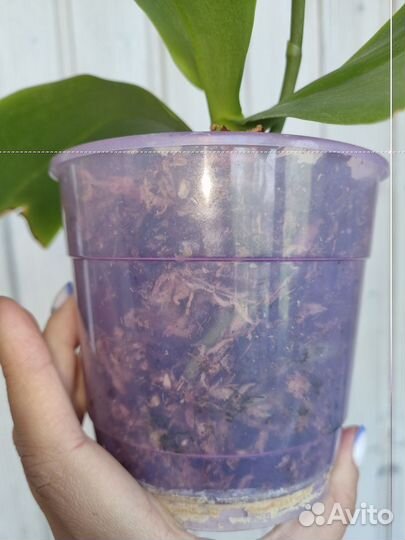 Орхидея фаленопсис Лиодоро