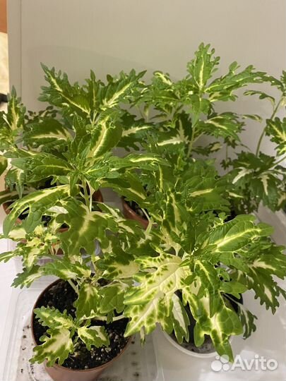 Фикус,Колеусы, Гиппеаструм,Зеферантус