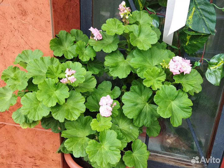 Пеларгонии