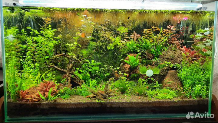 Гуппи, Аквариумные растения