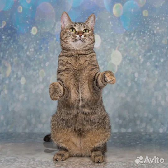 Кошечка в добрые руки