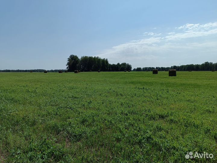 Продам сено в рулонах 3 центнера