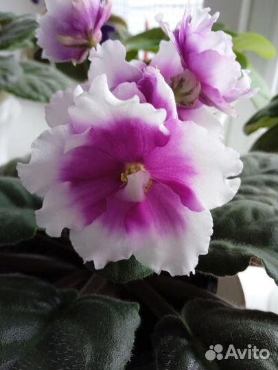 Сортовые фиалки