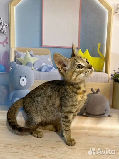 Котик и кошечка Ким и Лана