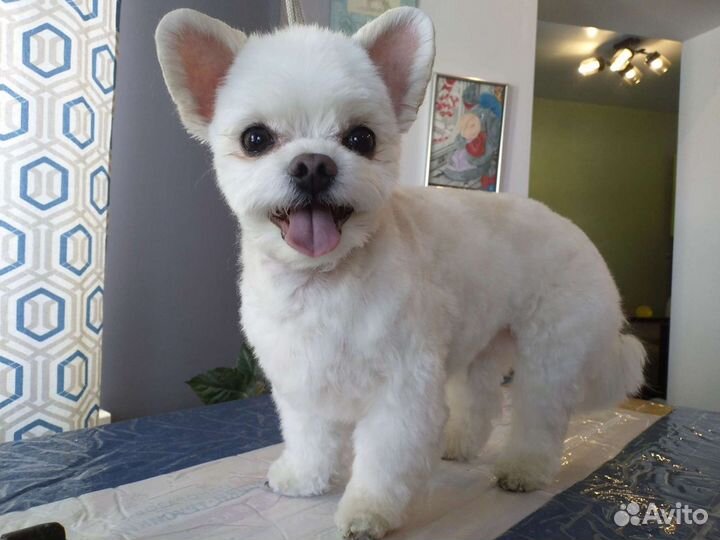 Стрижка собак и кошек, уз чистка зубов