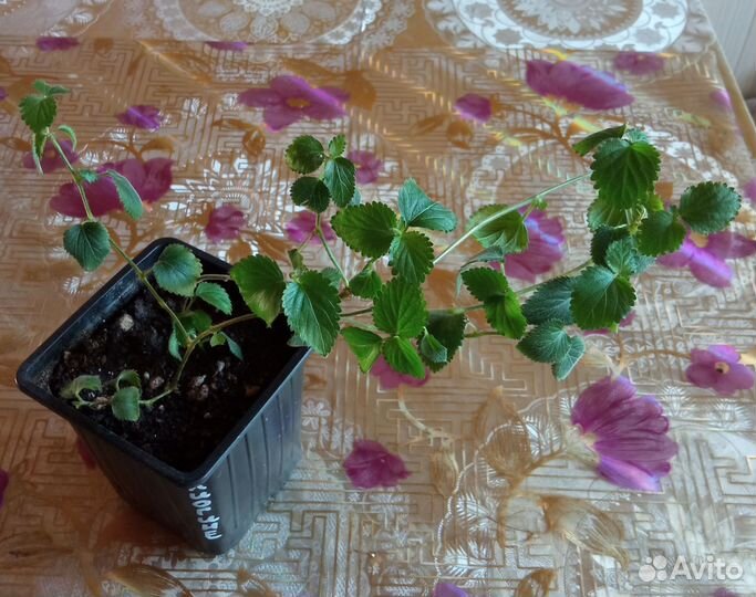 Комнатные растения