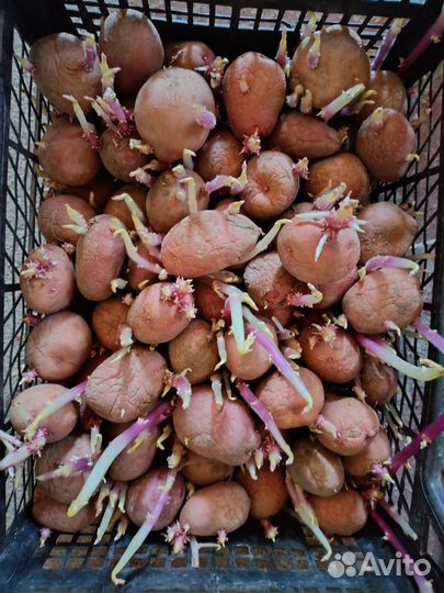 Семенной картофель