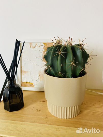Кактус эхинопсис