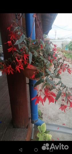 Бегония беллекония, Элатиор