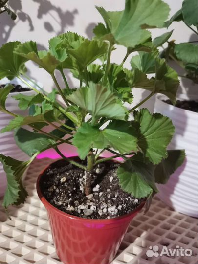 Пеларгония герань зональная/королевская