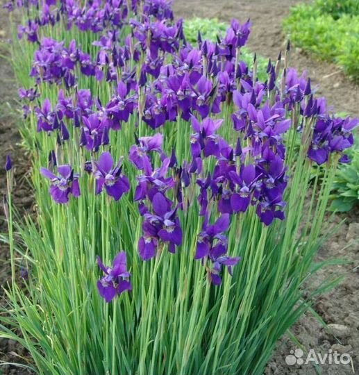 Ирис китайский/сибирский