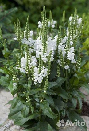 Многолетние красивые цветы для Вашего сада