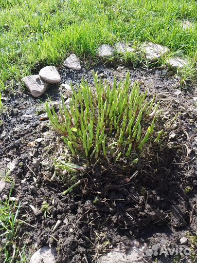 Хоста два вида и камушки