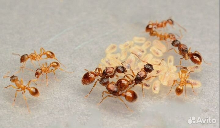 Матка муравьёв Solenopsis fugax и Myrmica rubra