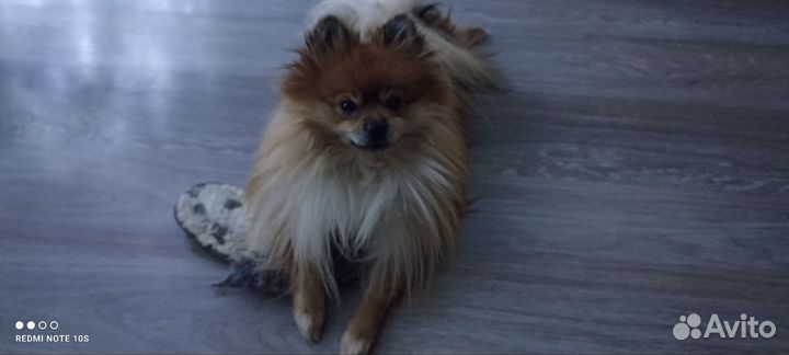 Вязка Бесплатно