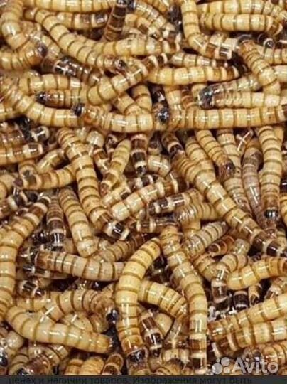 Корм для птиц и мелких животных