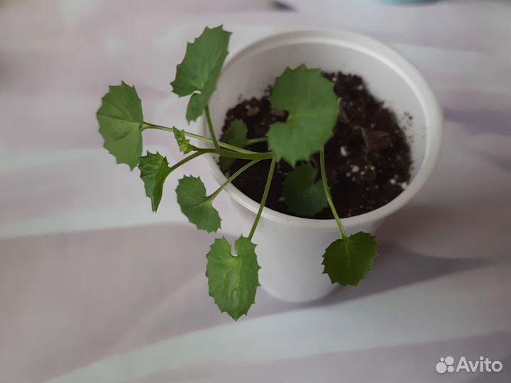 Кампанула простая невеста