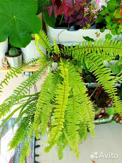 Папоротник комнатный нефролепис