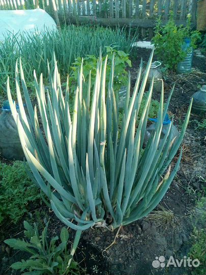 Лук бутун рассада и семена