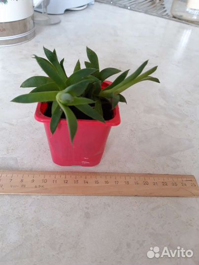 Хавортия травянистая