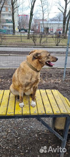 Настоящий компаньон Тигра