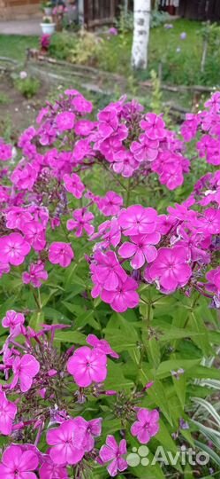 Флоксы многолетние