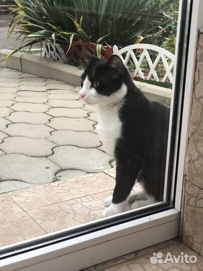 Кот в добрые руки